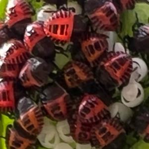 Click to view this image in a large viewer