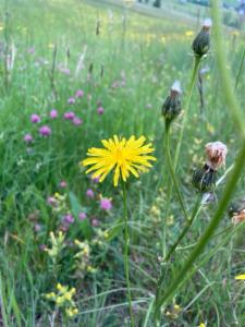 Click to view this image in a large viewer