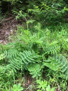 Click to view this image in a large viewer