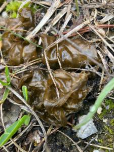 Click to view this image in a large viewer