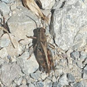 Click to view this image in a large viewer