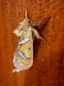 Click to view this image in a large viewer