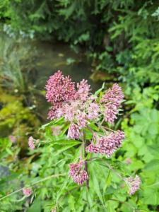 Click to view this image in a large viewer