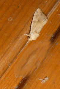 Click to view this image in a large viewer