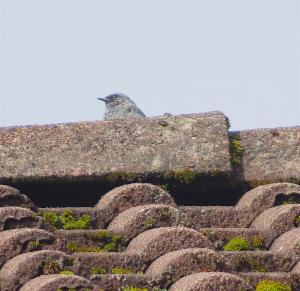 Click to view this image in a large viewer