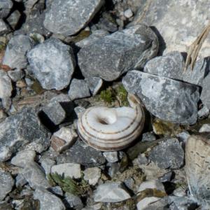 Click to view this image in a large viewer