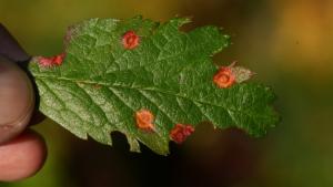 Click to view this image in a large viewer