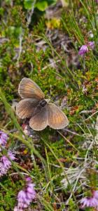 Click to view this image in a large viewer