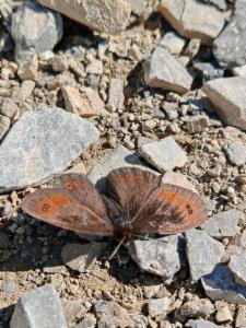 Click to view this image in a large viewer