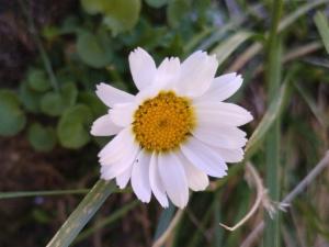 Click to view this image in a large viewer