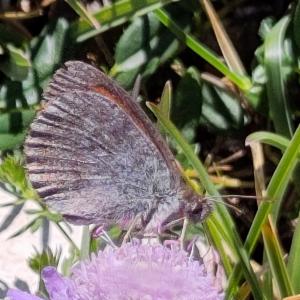 Click to view this image in a large viewer