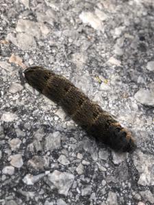 Click to view this image in a large viewer