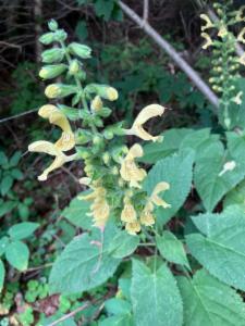 Click to view this image in a large viewer