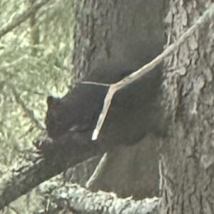 Click to view this image in a large viewer