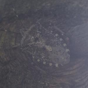 Click to view this image in a large viewer