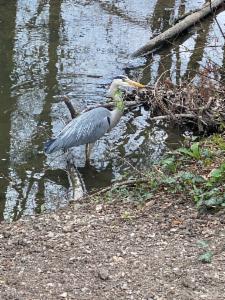 Click to view this image in a large viewer