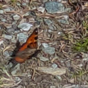 Click to view this image in a large viewer