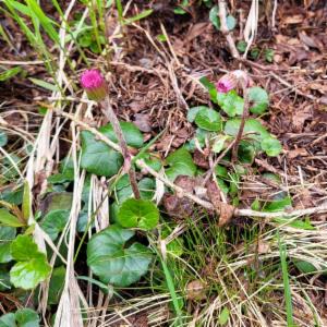 Click to view this image in a large viewer