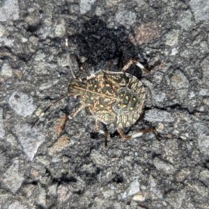 Click to view this image in a large viewer