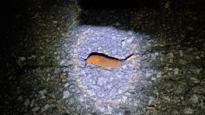 Click to view this image in a large viewer