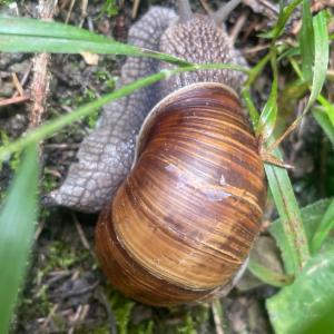 Click to view this image in a large viewer