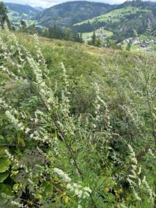 Click to view this image in a large viewer