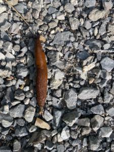 Click to view this image in a large viewer