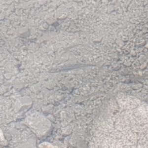 Click to view this image in a large viewer