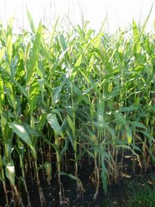 Click to view this image in a large viewer