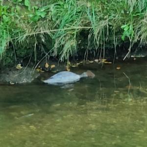 Click to view this image in a large viewer