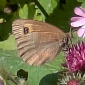 Click to view this image in a large viewer