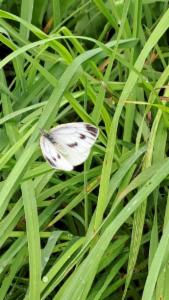 Click to view this image in a large viewer