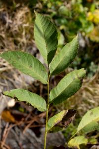 Click to view this image in a large viewer