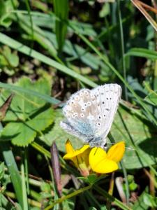 Click to view this image in a large viewer