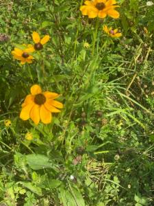 Click to view this image in a large viewer