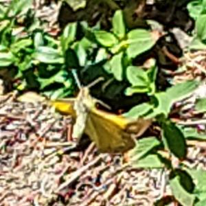 Click to view this image in a large viewer