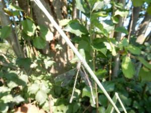 Click to view this image in a large viewer