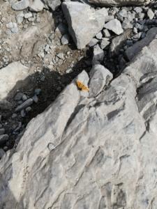 Click to view this image in a large viewer