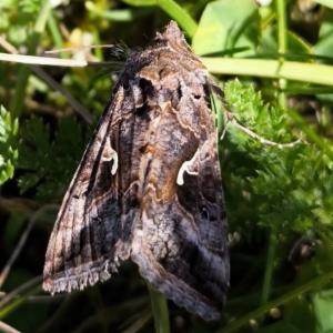 Click to view this image in a large viewer