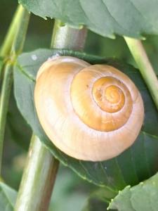 Click to view this image in a large viewer