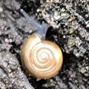 Click to view this image in a large viewer