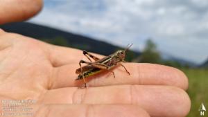 Click to view this image in a large viewer