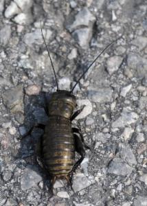 Click to view this image in a large viewer