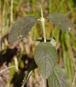 Click to view this image in a large viewer