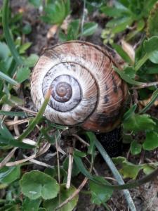 Click to view this image in a large viewer