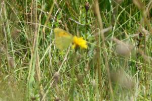 Click to view this image in a large viewer