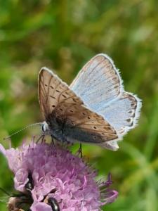 Click to view this image in a large viewer