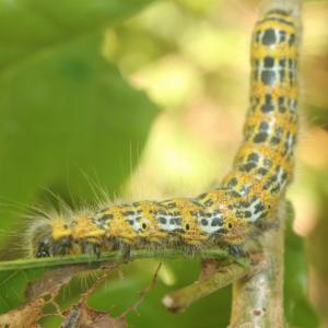 Click to view this image in a large viewer