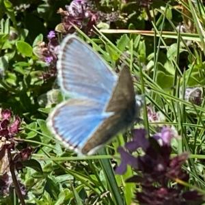 Click to view this image in a large viewer