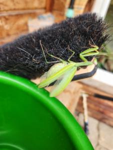 Click to view this image in a large viewer